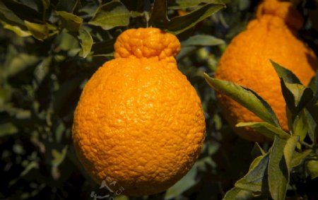澳洲丑橘