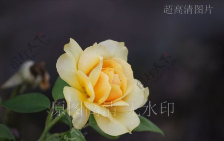 高清摄影鲜花绽放黄玫瑰花