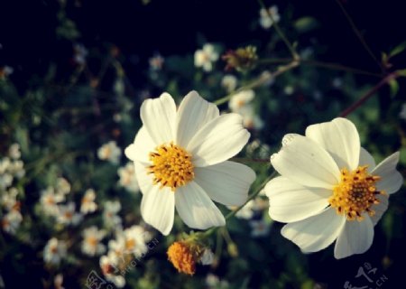 白色野花白色花瓣黄色花蕊