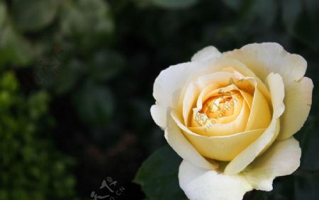 唯美盛开的白玫瑰