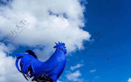 蓝色公鸡