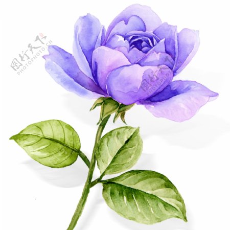 大气水彩手绘蓝紫色玫瑰花卉