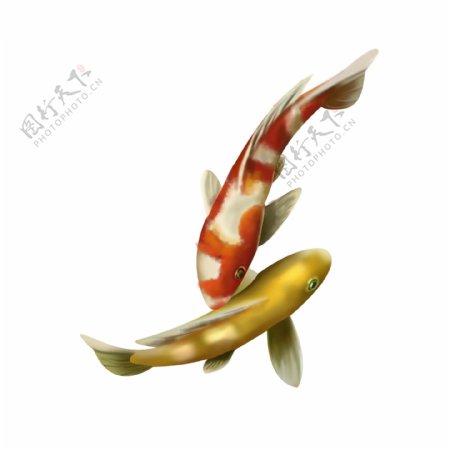 红鲤鱼与黄鲤鱼水彩中国风元素设计