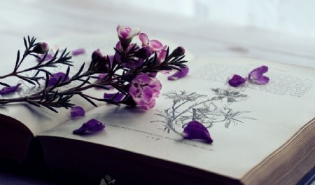 书和紫色的花