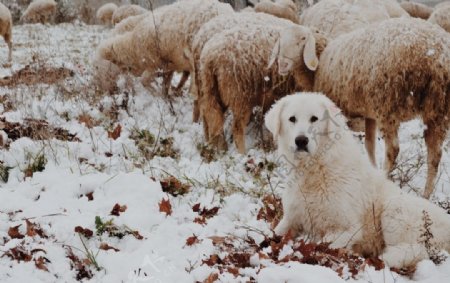 雪地狗