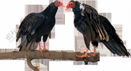 鸟类动物秃鹫透明png图片