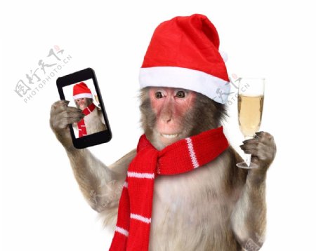 猴子宠物手机圣诞