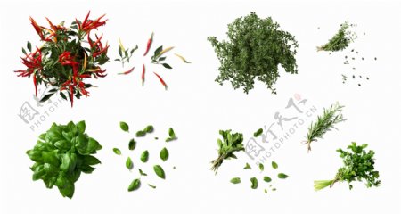各种绿色植物辣椒蔬菜叶子
