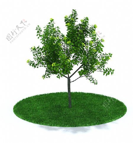 户外常见绿色树木3d模型