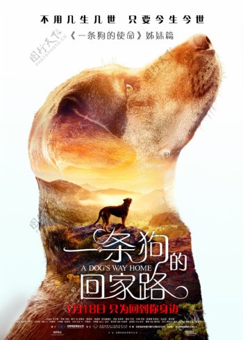 电影一条狗的回家路夏季预告海报