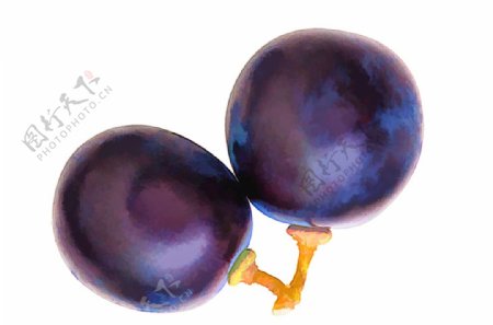 葡萄粒艺术效果两颗紫