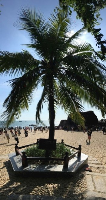 天涯海角的椰子树