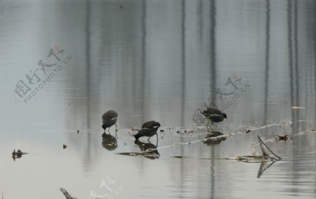 西湖的鸟