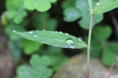 雨滴