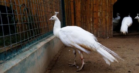 北京八达岭野生动物园白孔雀