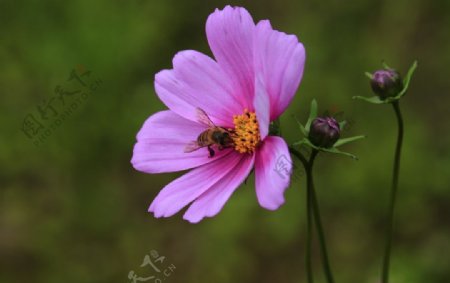 格桑花植物紫色绿化花草