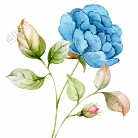 大气蓝色手绘花卉植物元素