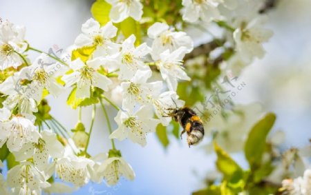 春光里的花与蜜蜂