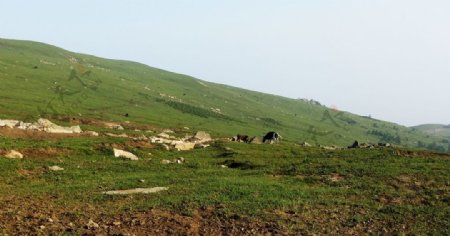 北京灵山山上的牛