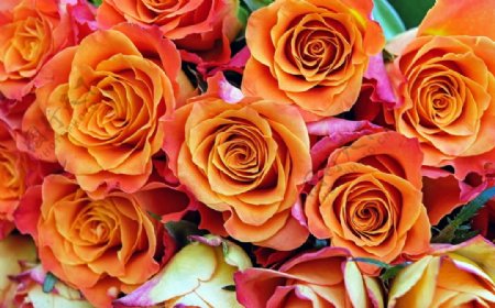 橙色的玫瑰花