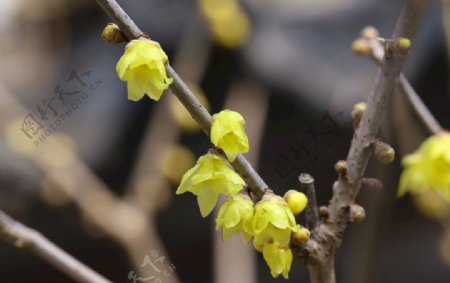 蜡梅花