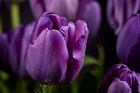 紫色的郁金香