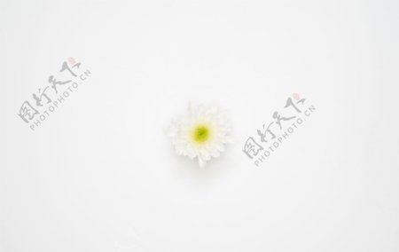 一朵白色的雏菊