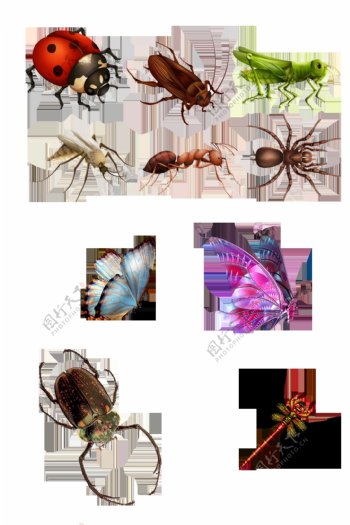 免抠图透明化各种昆虫