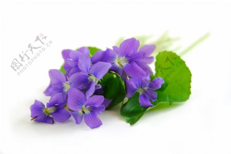 紫罗兰花卉