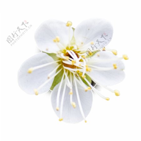 白色黄色春天唯美花朵