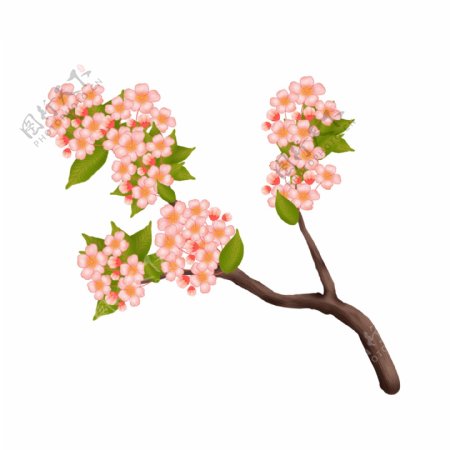手绘粉色植物樱花插画
