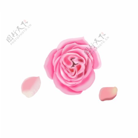 粉色玫瑰花瓣漂浮素材免费下载