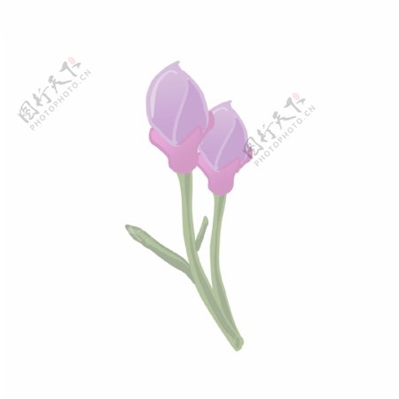 紫色小花含苞待放