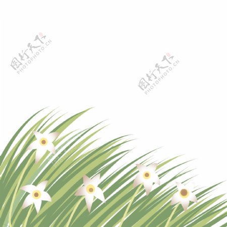白色花花细碎草叶