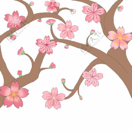粉色的两只樱花插画
