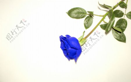 蓝色玫瑰花蓝色妖姬背景