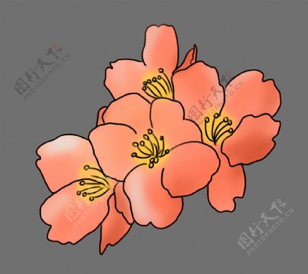 日本粉色的花朵插画