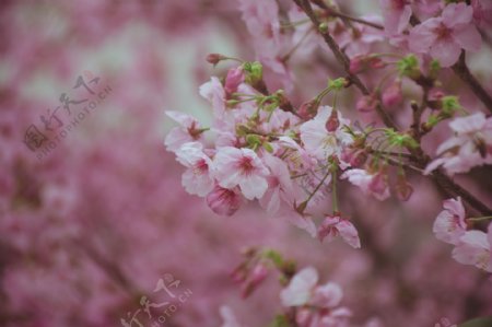 春天的粉嫩樱花树