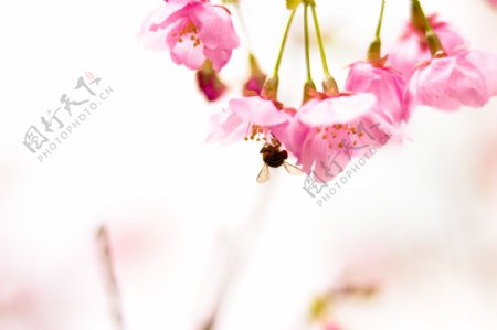 蜜蜂采蜜花朵唯美图