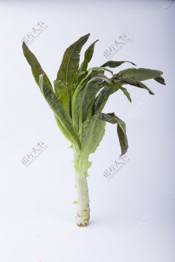 实物图摄影图新鲜蔬菜莴苣1