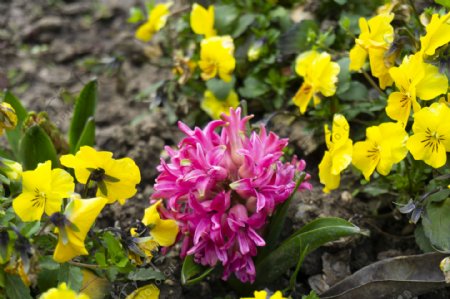 春天公园植物花朵摄影