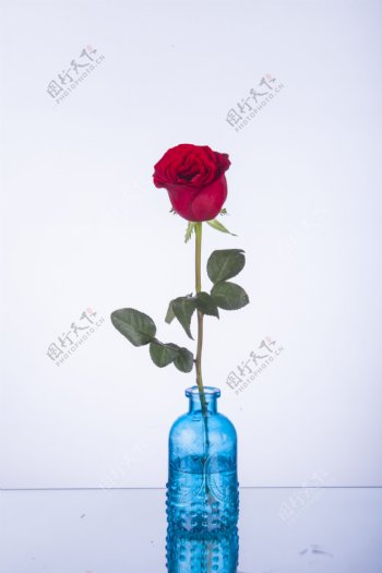 单支玫瑰插在蓝色花瓶里