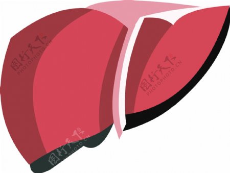 红色扁平手绘人体器官肝脏矢量免抠素材