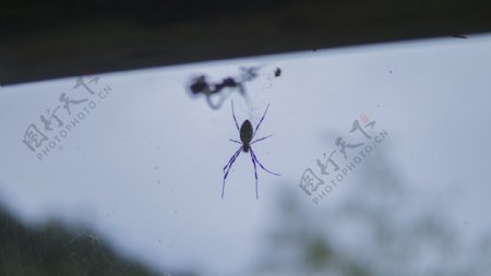 蜘蛛户外捕食场景图