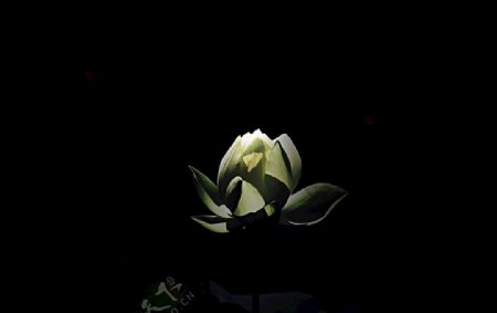黑夜中的花