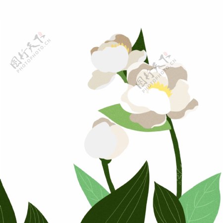 精美白色植物花朵
