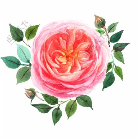 粉色的水彩花卉插画