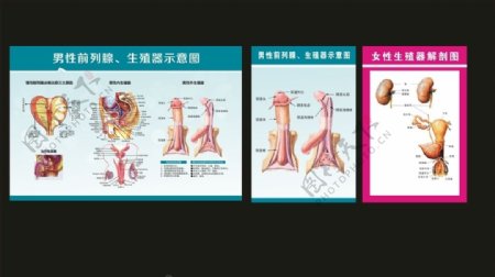 男女性生殖解剖图