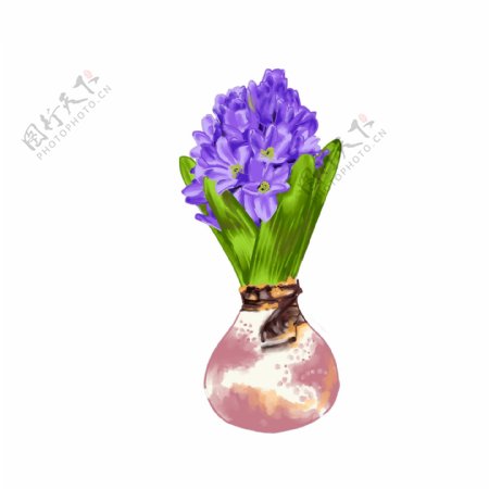 紫色风信子原创水彩手绘花朵元素