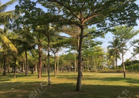 树木椰树热带公园
